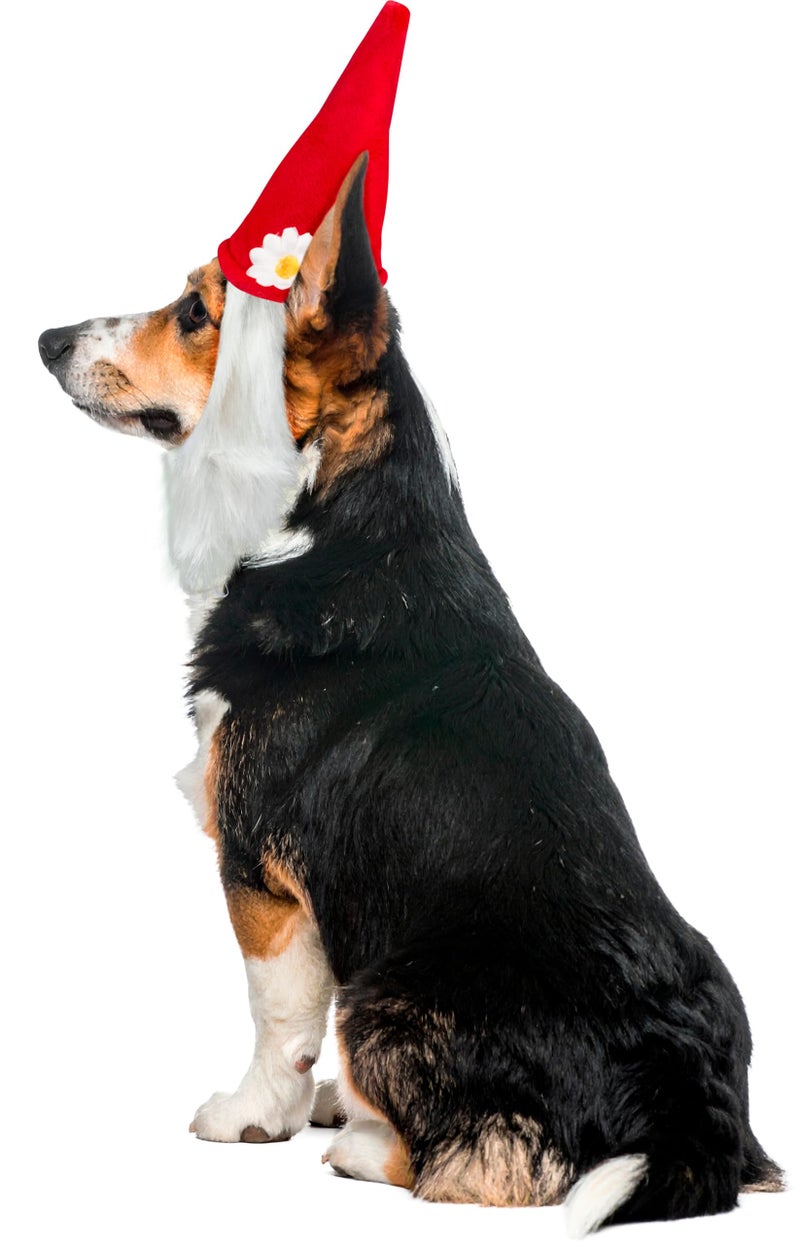 Rubies Garden Gnome Pet Hat with Beard for Dogs or Cats, Medium/Large - Image 3